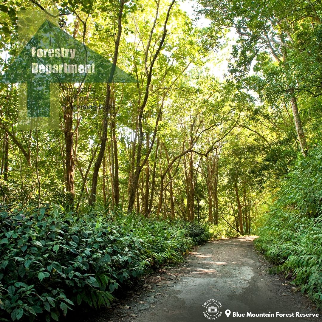 Canvas Print - Blue Mountain Forest Reserve